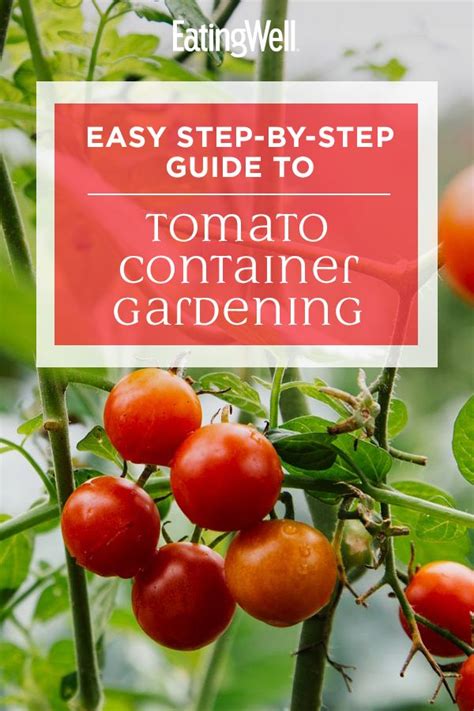 Easy Step By Step Guide To Tomato Container Gardening Tomato