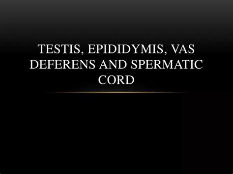 Ppt Testis Epididymis Vas Deferens And Spermatic Cord Powerpoint
