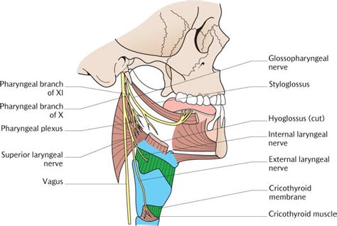 The Pharynx Soft Palate And Larynx Pocket Dentistry
