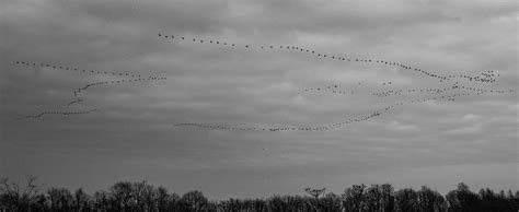 Free Images Sky Bird Migration Flock Cloud Animal Migration