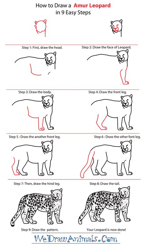 Https://wstravely.com/draw/how To Draw A Amur Leopard Step By Step Easy
