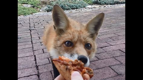 Hand Feeding A Wild Fox Youtube