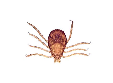 Maybe you would like to learn more about one of these? Get to Know Your Backyard Ticks