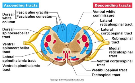 We did not find results for: the spinal cord cross section - Google Search | Spinal ...