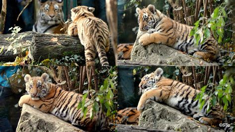Tiger Collage By Lionpelt 66 On Deviantart