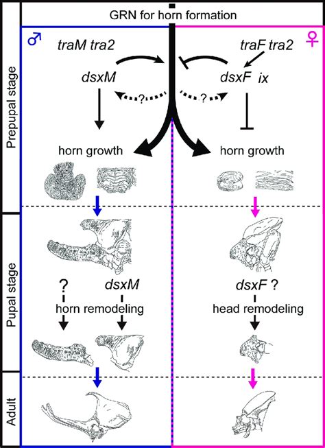 a regulatory model for the formation of sexually dimorphic horns in t download scientific