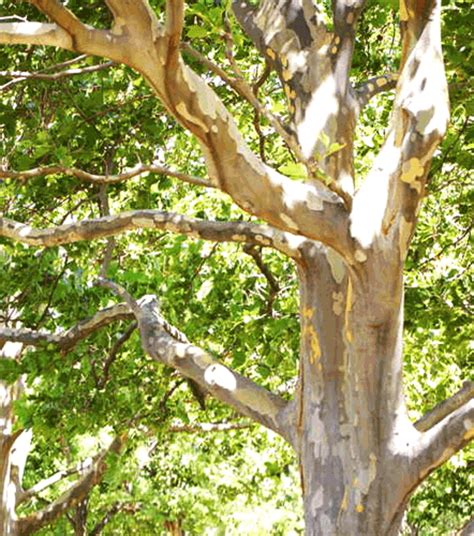 10 Wonderful Trees With White Bark Dengarden