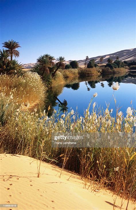 Oasis Surrounded By Palm Trees In The Sahara Desert Stock Photo Getty Images