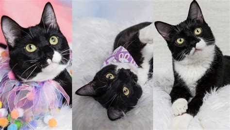 The only time they meow to communicate with other felines is when they are 25. Tuxedo Cats Personality & Facts - Cats in Care
