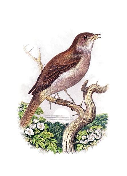 Nightingale Bird Clip Art Vector Images And Illustrations Istock