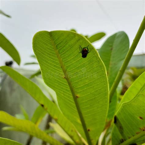 Flying Bug Insect Sitting On Green Leaves Plant Nature Photography