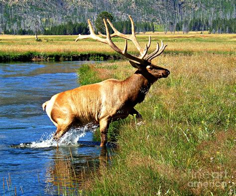Bull Elk Crossing River Photograph By Trisha Shrum Shrader Pixels
