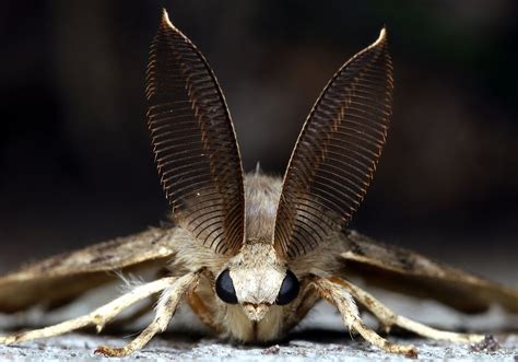 Many Moths Speak Up To Ward Off Bats Ts Digest The Scientist