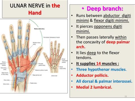 Ppt Median And Ulnar Nerves Powerpoint Presentation Id1798439