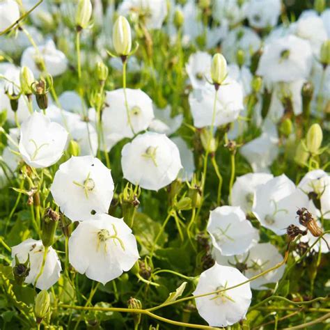 Campanula Carpatica Flower Seed White Bellflower Seeds