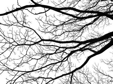 Abstract Tree With Roots And Branches Silhouette