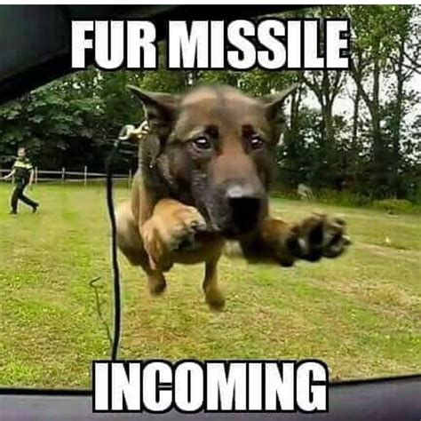 Fur Missile Incoming Funny Dog Memes Funny Animal Jokes Funny Dogs