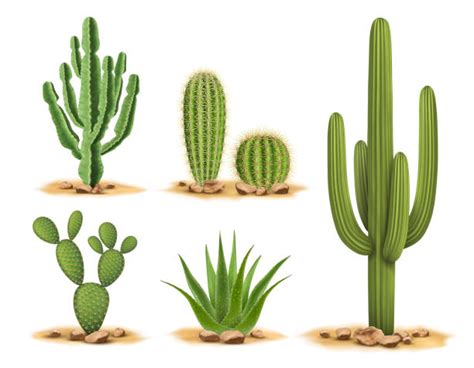 Saguaro Cactus Illustrations Royalty Free Vector Graphics And Clip Art