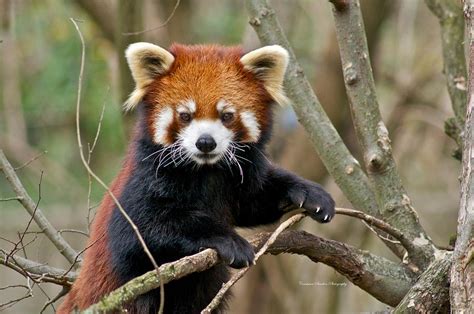 Red Panda Up A Tree Photograph By Constance Sanders