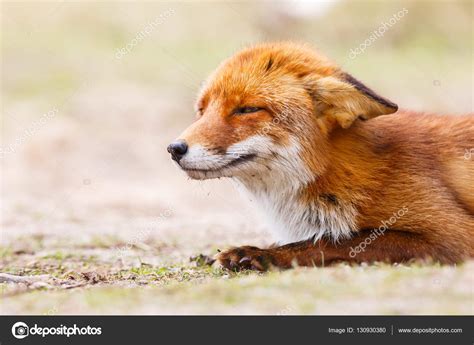 Wild Red Fox Stock Photo By ©pimleijen 130930380