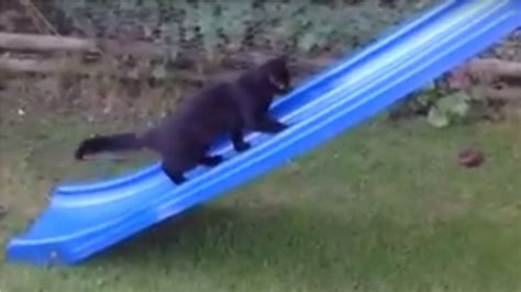 Cat Having Fun On Slide Youtube