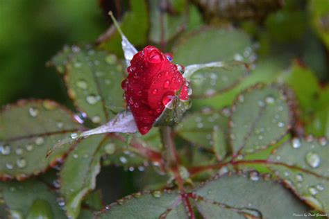 Shutterbugs Capturing The World Around Us Roses In The Rain