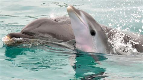 Cute Baby Dolphins Wallpapers Top Free Cute Baby Dolphins Backgrounds