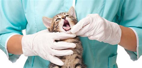 Dental Surgery For Cats Cat Vet Info