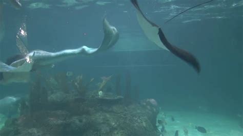 Mermaids Swimming In Aquarium 10 Youtube
