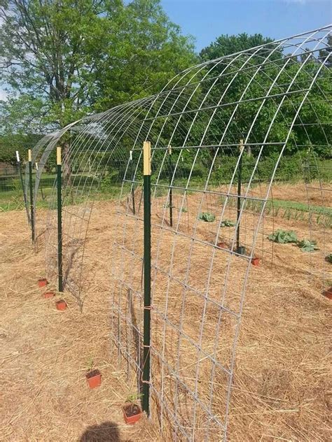 Tomato Arches Tomato Tunnel We Made These Using Cattle Panels The