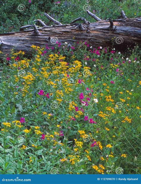 A Hillside Is Adorned With The Colors Of Wildflowers Stock Photo