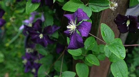19 Purple Flowering Vines Climbing Vines With Their Picture And Name
