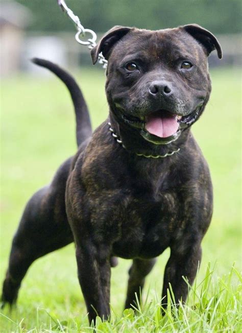 25 Staffordshire Bull Terrier Breeder Pic Bleumoonproductions