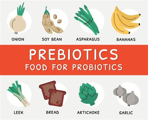 Role Of Prebiotics With Probiotics Food Safety Helpline