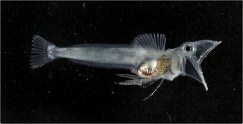 Antarctic Icefish Life Of Sea