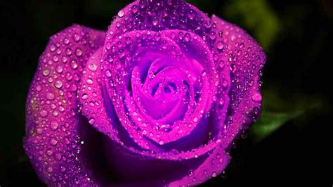 Purple Rose Flower With Water Drops Green Blur Background Hd Purple