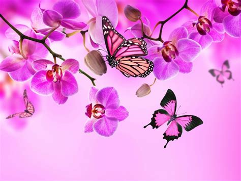 Orchid Butterflies Pink Color Flowers Flower Wallpaper Butterfly