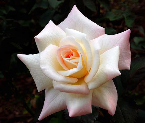 Rose synonyms, rose pronunciation, rose translation, english dictionary definition of rose. Beginner's Rose List « Minnesota Rose Society