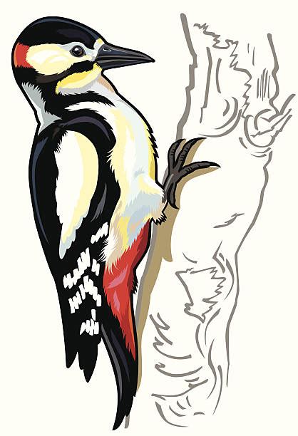 Great Spotted Woodpecker Illustrations Royalty Free Vector Graphics