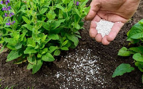 Heres How To Use Fertilizer For Plants In Your Garden Or House