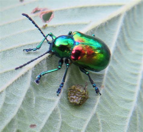 Beetle Chrysochus Chrysochus Auratus Bugguidenet