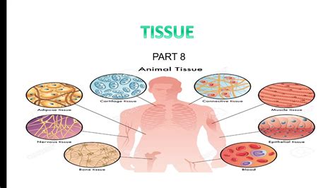 Animal Nnective Tissue Fluid Muscular And