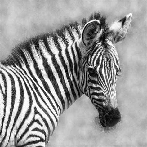 Zebra | Black & White in Black & White