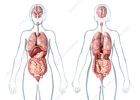 Female internal organs, illustration - Stock Image - F025 ...