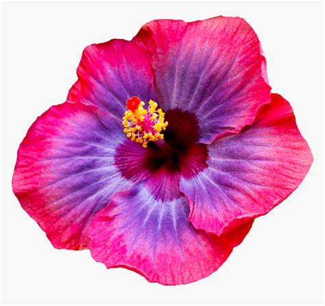 Hibiscus Flower Hd Images Download Eveliza Tumisma