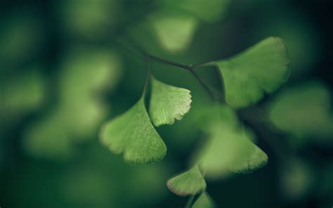 Wallpaper 2560x1600 Px Closeup Depth Of Field Ginko Green Leaves