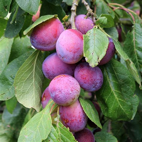 12 Popular Fruit Bearing Trees That Are Easy To Grow The Self