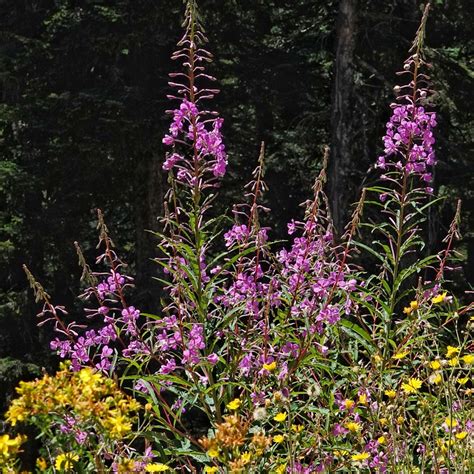 Chamaenerion Angustifolium Fireweed 10000 Things Of The Pacific
