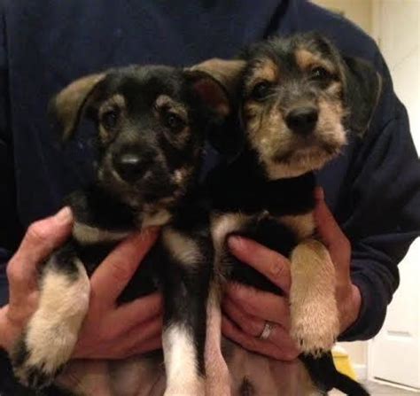 Pagesbusinesseslocal servicepet servicepuppies for sale in ohio. German Shepherd Lab mix puppies for Sale in Ashtabula ...