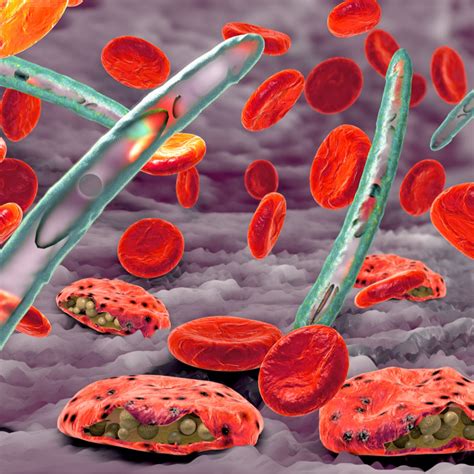 Bio X Cell Blood Stage Malaria Parasites Manipulate Host Innate